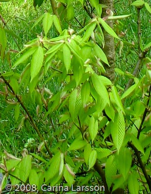 Acer carpinifolium